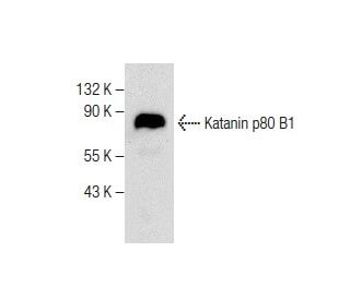 Katanin p80 B1 Antibody (C-4) - Western Blotting - Image 282593