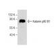 Katanin p80 B1 Antibody (C-4) - Western Blotting - Image 282593