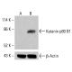 Katanin p80 B1 Antibody (C-4) - Western Blotting - Image 414927 