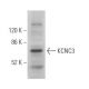 KCNC3 Antibody (D-4) - Western Blotting - Image 369448