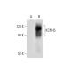KCNH5 Antibody (A-8) - Western Blotting - Image 304560