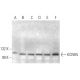 KCNH5 Antibody (A-8) - Western Blotting - Image 373277 