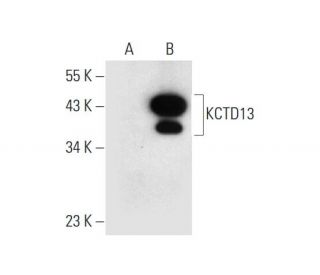 KCTD13 Antibody (B-12) - Western Blotting - Image 300140