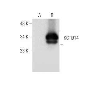 KCTD14 Antibody (A-12) - Western Blotting - Image 299070 
