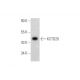 KCTD20 Antibody (B-11) - Western Blotting - Image 344576