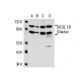 KDEL ER Marker Antibody (10C3) - Western Blotting - Image 17811 