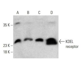KDEL receptor Antibody (KR-10) - Western Blotting - Image 386075