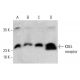 KDEL receptor Antibody (KR-10) - Western Blotting - Image 386075