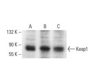 Keap1 Antibody (A-4) - Western Blotting - Image 379512 
