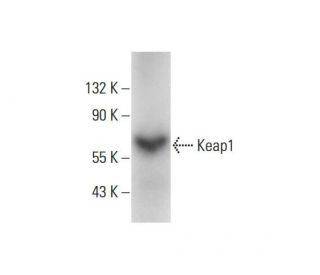 Keap1 Antibody (G-2) - Western Blotting - Image 143387 