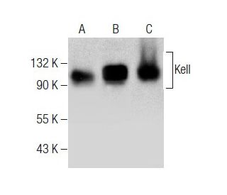 Kell Antibody (A-10) - Western Blotting - Image 283527 