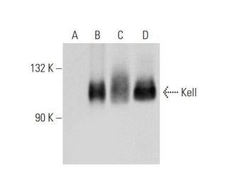 Kell Antibody (C-10) - Western Blotting - Image 130311