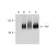 Kell Antibody (C-10) - Western Blotting - Image 130311