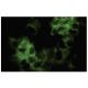 Keratin 33B Antibody (S-28) - Immunofluorescence - Image 35732 