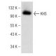 KHS Antibody (D-4) - Western Blotting - Image 148718 