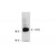 KHS Antibody (D-4) - Western Blotting - Image 318051 