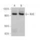 KHS Antibody (D-4) - Western Blotting - Image 366526