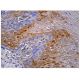 KHS Antibody (E-5) - Immunohistochemistry - Image 159631 