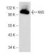 KHS Antibody (E-5) - Western Blotting - Image 148717