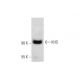 KHS Antibody (E-5) - Western Blotting - Image 318052 