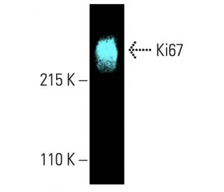 Ki67 Antibody (Ki-67) - Western Blotting - Image 402197