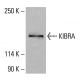 KIBRA Antibody (B-3): sc-518263. Western blot analysis of KIBRA expression in HCT-116 whole cell lysate. Detection reagent used: m-IgG<sub>1</sub> BP-HRP: sc-525408. KIBRA Antibody (B-3) - Western Blotting - Image 416501