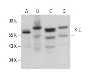 KID Antibody (B-9) - Western Blotting - Image 378452 