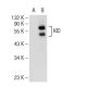 KID Antibody (E-10) - Western Blotting - Image 109116 