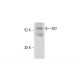 KID Antibody (E-10) - Western Blotting - Image 412136