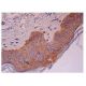 KID Antibody (E-3) - Immunohistochemistry - Image 302262 