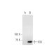 KID Antibody (E-3) - Western Blotting - Image 289485