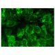 KIF12 Antibody (A-9) - Immunofluorescence - Image 300860 