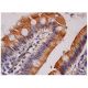 KIF12 Antibody (A-9) - Immunohistochemistry - Image 284737 