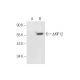 KIF12 Antibody (A-9) - Western Blotting - Image 158996