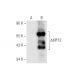KIF12 Antibody (C-4) - Western Blotting - Image 156438