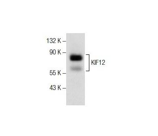 KIF12 Antibody (C-4) - Western Blotting - Image 157530 