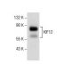 KIF12 Antibody (C-4) - Western Blotting - Image 157530 