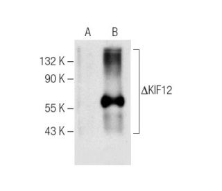 KIF12 Antibody (E-8) - Western Blotting - Image 159497
