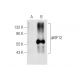 KIF12 Antibody (E-8) - Western Blotting - Image 159497