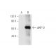 KIF12 Antibody (H-5) - Western Blotting - Image 164539