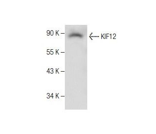 KIF12 Antibody (H-5) - Western Blotting - Image 281141 