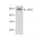 KIF12 Antibody (H-5) - Western Blotting - Image 281141 