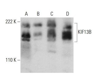 KIF13B Antibody (6E11) - Western Blotting - Image 384443 
