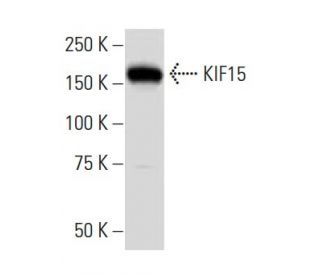 KIF15 Antibody (36-I) - Western Blotting - Image 34318Each CRISPR/Cas9 Knockout (KO) Plasmid product consists of a pool of 3 plasmids designed to ensure identification and cleavage of a specific gene for maximum knockout efficiency. Each plasmid encodes a unique 20 nt sequence derived from the GeCKO (v2) library.