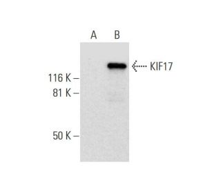 KIF17 Antibody (B-2) - Western Blotting - Image 293081