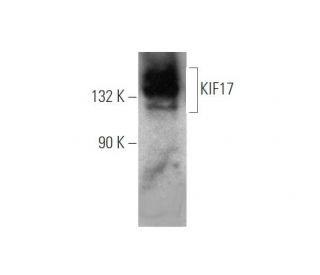 KIF17 Antibody (D-8) - Western Blotting - Image 349272 