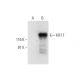 KIF17 Antibody (F-4) - Western Blotting - Image 295792