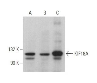 KIF18A Antibody (B-11) - Western Blotting - Image 373994 