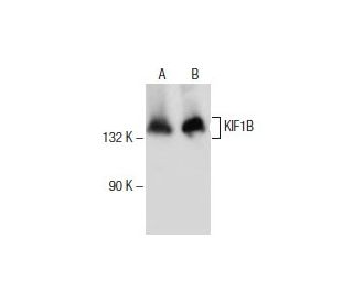 KIF1B Antibody (E-12) - Western Blotting - Image 154674 