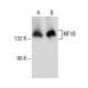 KIF1B Antibody (E-12) - Western Blotting - Image 154674 